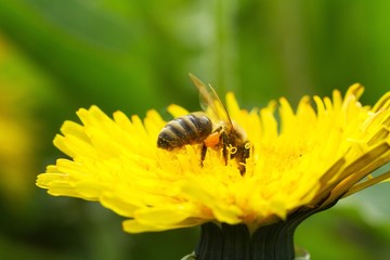 bee on a yellow dandelion 4