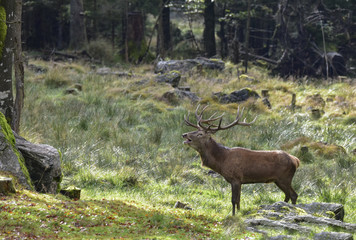 WILD LIFE - HIRSCHBRUNFT im Bay.Wald