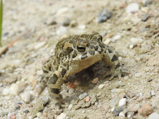 Bufotes viridis (European Green Toad, Green Toad)