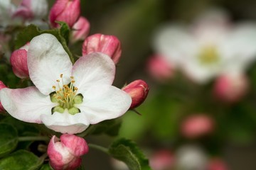 Fototapeta na wymiar Branches of flowering apple tree 9