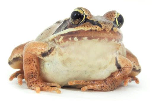 brown frog on white background macro closeup
