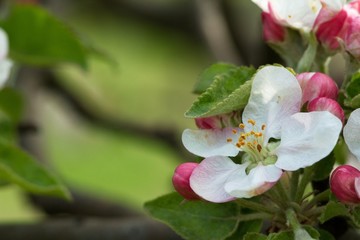 Obraz na płótnie Canvas Branches of flowering apple tree 8