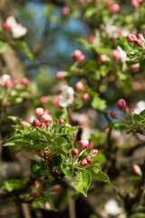 Branches of flowering apple tree 6