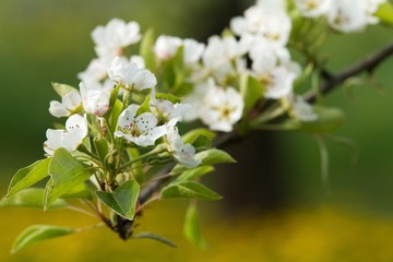 Branches of flowering apple tree 5