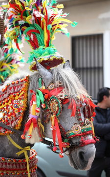 Cavallo bardato a festa