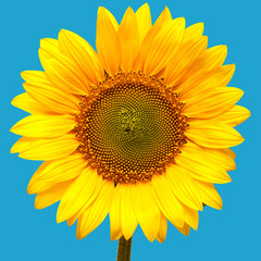 Naklejka premium Sunflower closeup on a blue background