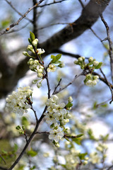 Яблоневая ветвь