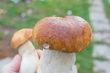 mushroom