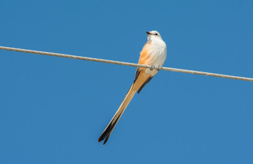 Scissor-tailed Flycatcher sitting on a power line against blue sky
