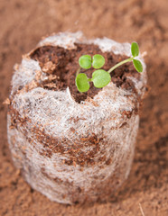 Tiny seedlings growing in peat moss pellet