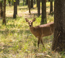 Sika Deer, Cervus nippon, in forest, looking at the viewer partially from behind a tree