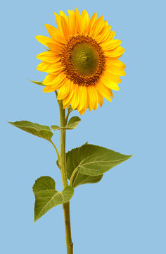 Sunflower closeup on a blue background