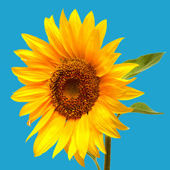 Sunflower closeup on a blue background