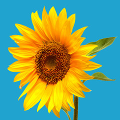 Obraz premium Sunflower closeup on a blue background