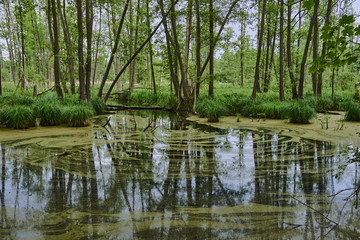Obraz premium Lemna on swampy lake in a forest in Poland.