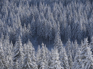 Real Authentic Winter Landscape