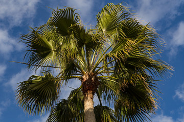 Crohn's palm against the blue sky. Cyprus.