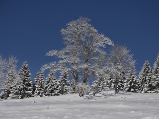 Real Authentic Winter Landscape