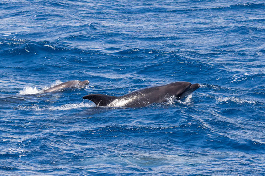 Two Bottle-nosed Dolphins swimming in Ocean near Sao Miguel, Azores, Portugal