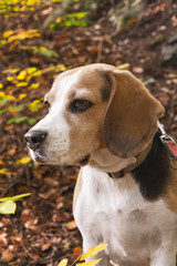 young beagle dog