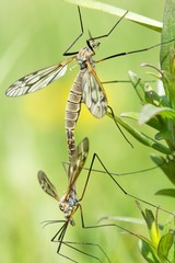 Tipula oleracea during the mating season 2