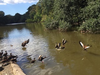 flock of  Black-bellied whistling ducks in Audubon Park