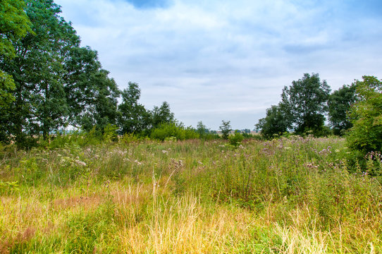 Overgrown Garden On Country