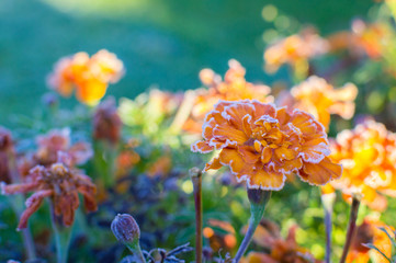 marigolds frost