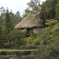 Fototapeta na wymiar Mountain Pine Ridge Reserve, Tropical Rain Forest