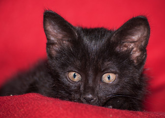Adorable black kitten peeking, on red blanket