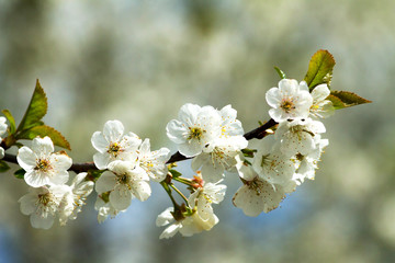Branches of flowering apple tree 1