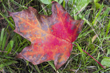Красный лист клена