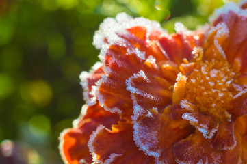 marigolds frost