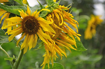 Słoneczniki w ogrodzie © Grzegorz Polak