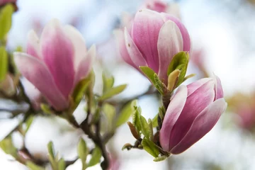 Store enrouleur occultant sans perçage Magnolia fleurs de magnolia rose 4
