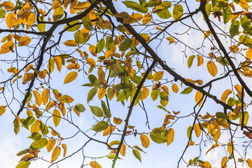 Branch with yellow autumn leaves in the forest