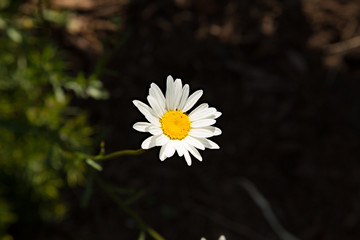 single daisy in sun with dark background
