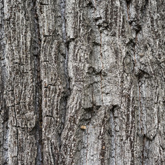 Кора старого дерева