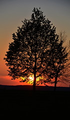 Fototapeta premium Laubbaum im Sonnenuntergang bei Schweinfurt Franken
