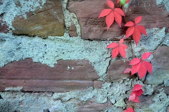 Rotes Laub vor alter Mauer