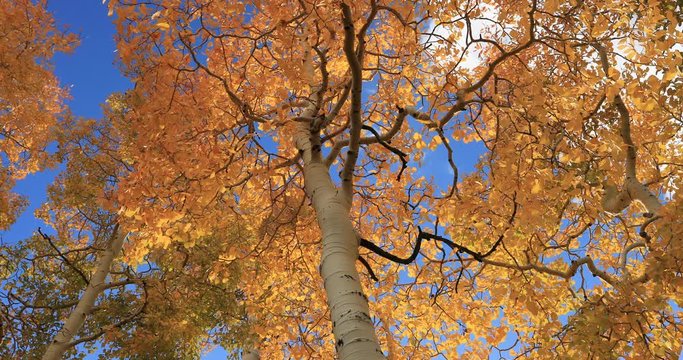 Brilliant Aspen trees Autumn looking up. Beautiful season Autumn fall colors in Aspen Pine forest. Skyline Drive Manti La Sal Forest central Utah. Golden yellow, red and orange. Exploring.
