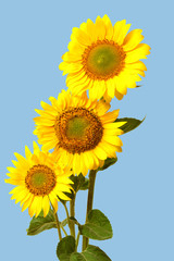Bouquet of sunflower