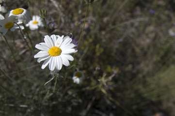 Dalmatian pyrethrum daisy (Tanacetum, Chrysanthemum cinerariifol