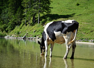 Trinkende Kuh im Vilsalpsee im österreichischen Teil der Allgäuer Alpen, Kuh steht im Wasser