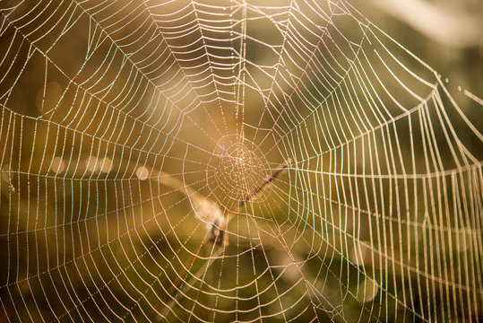 Spider net Macro Spiderweb