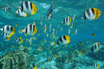 Fototapeta na wymiar Shoal of tropical fish, Pacific double-saddle butterflyfish, Chaetodon ulietensis, in shallow water of a lagoon, Pacific ocean, French Polynesia