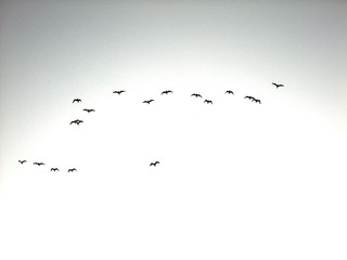 Naklejka premium Stado mew w locie