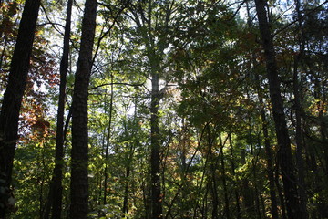 Wooded Sky
