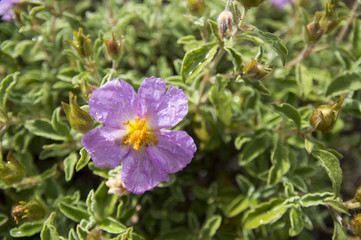 Pink Rock-Rose (Cistus creticus)