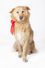 Retrato de perra con lazo en estudio